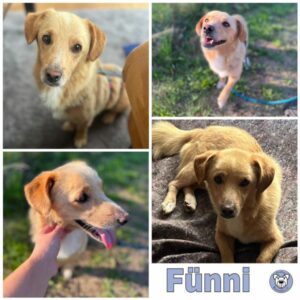 Fünni in 64409 Messel - vermittelt