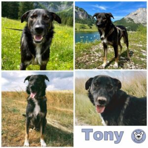 Tony in 65321 Heidenrod - vermittelt