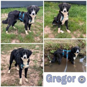 Gregor in 66265 Heusweiler *vermittelt*