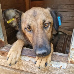 MALEA - ausgereist zum TH Filderstadt