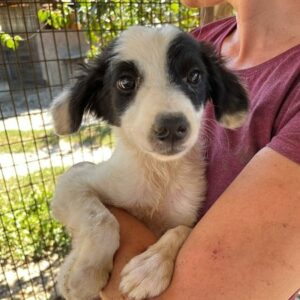 MARCIA - kommt nicht gut zurecht - ausgereist zu Vergessene Pfoten Stuttgart