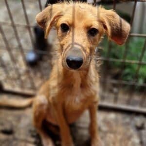 CLAIR - ausgereist zur Tierhilfe Lebenswert