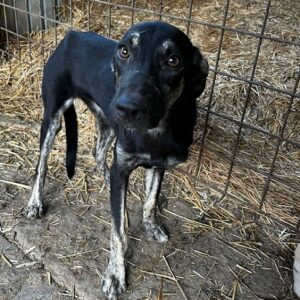 JAINA - überfordert, sehr dünn - auf PDR PS im PLZ Bezirk 86 - vermittelt