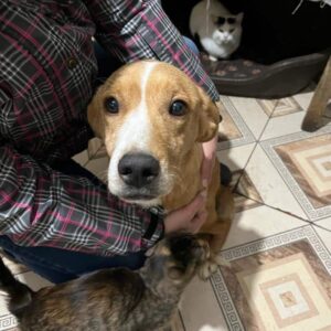 KANGA - ausgereist zum Kinder- und Tierschutzhof Hahnenberg