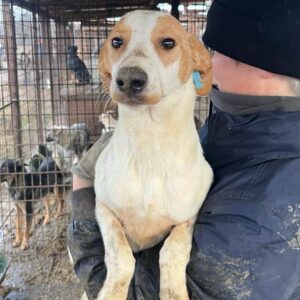 ALIZEE - auf PDR PS im PLZ Bezirk 50 - vermittelt