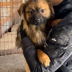 CHAY (♂) - ausgereist zu Vierbeiner in Not