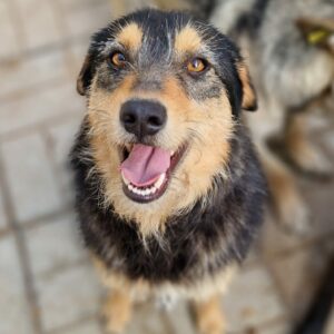 AZITA (♀) - ausgereist zum TST