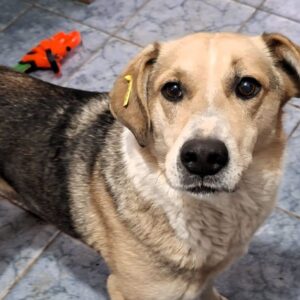 MINELLA (♀) - seit 2023 im Shelter