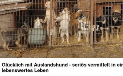 Neue Gruppe: Seriöser Auslandstierschutz – Happy Ends 🐾