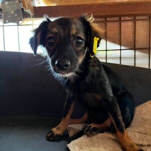 MiAmor - ganz verzweifelt - vermittelt JW