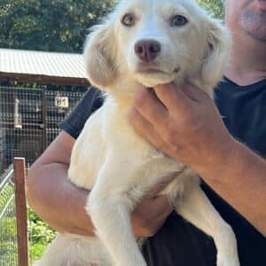 HATSCHI - auf PDR PS im PLZ Bezirk 21 - vermittelt