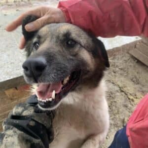 TILDA (♀) - seit 2023 im Shelter