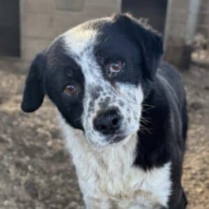 HINDI (♂) - Kopfschiefhaltung - seit mind. 2020 im Shelter