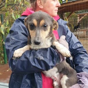 SAMAY (♂) - ausgereist zum TST