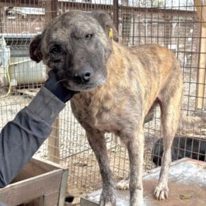 ILEU - seit mind. 2021 im Shelter, Hautprobleme (11/25)