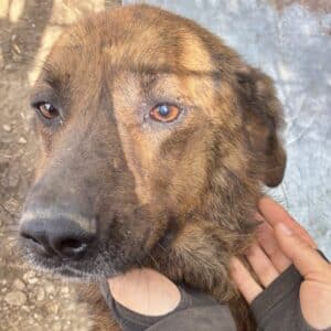 AURELIAN (♂) - seit 2023 im Shelter