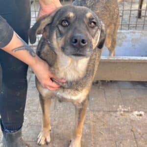 OSING (♂) - seit mind. 2021 im Shelter