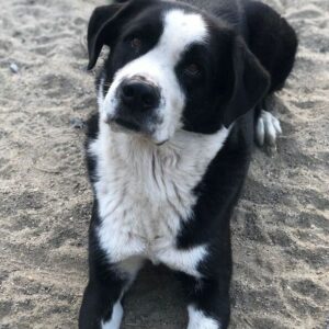 JOSHUA - vor Ort vermittelt 02/24