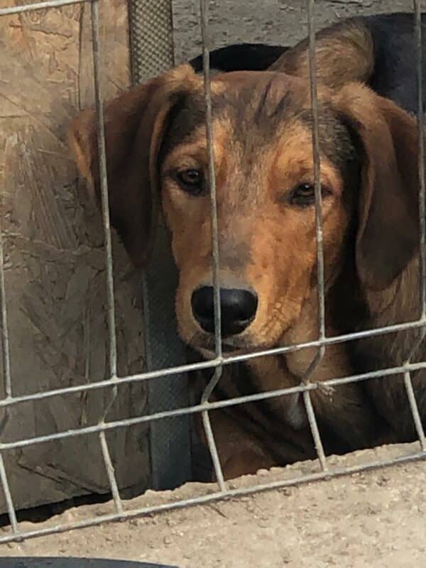 SCOTTIE - ausgereist zur Schäferhund Rettung e.V. – Bild 6