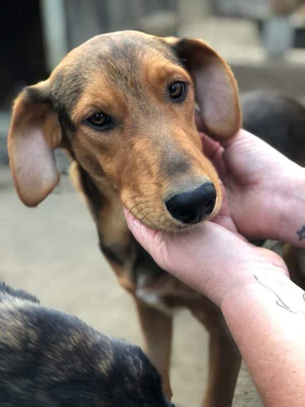 SCOTTIE - ausgereist zur Schäferhund Rettung e.V.