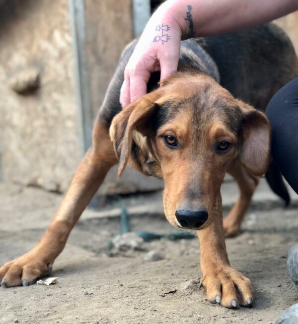 SCOTTIE - ausgereist zur Schäferhund Rettung e.V. – Bild 5