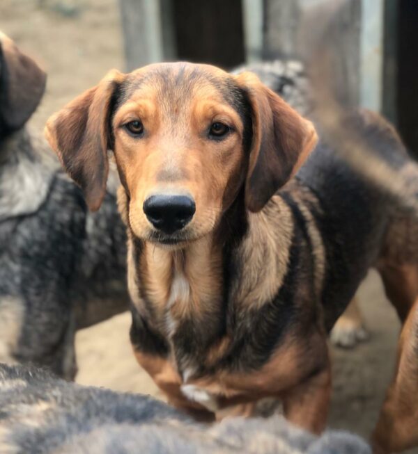 SCOTTIE - ausgereist zur Schäferhund Rettung e.V. – Bild 2