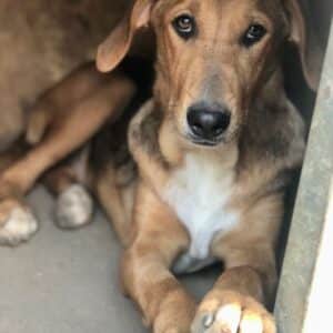 BAHIJA - ausgereist zum TH Koblenz