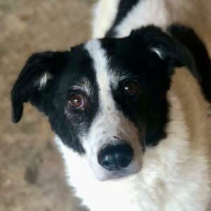 ROMAN - seit mind. 2015 im Shelter - ausgereist zum TH Gifhorn