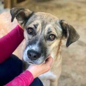 QUILLA - auf PDR PS im PLZ Bezirk 12 -  vermittelt