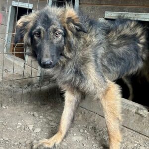 JOSEFINE (♀) - RBB 09/24