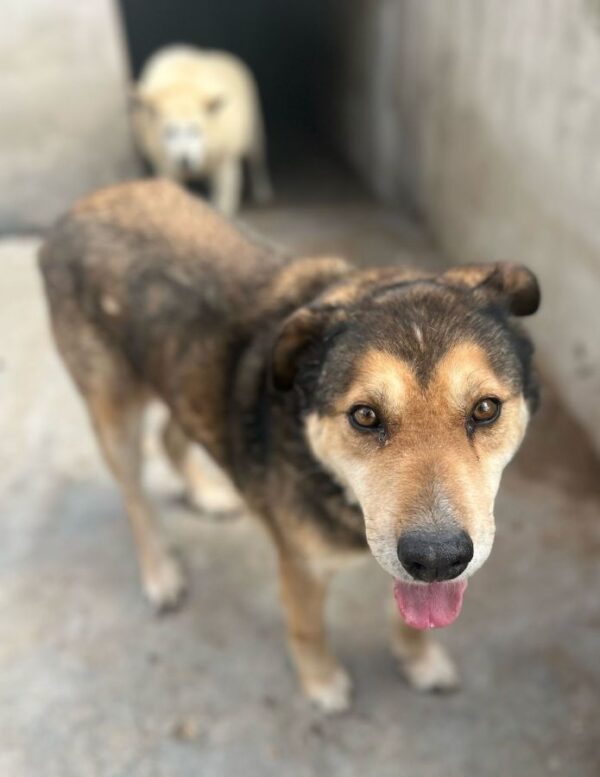 PLITSCH (♂) - seit 2019 im Shelter – Bild 2