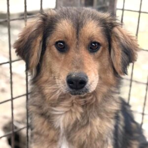 LENNIA (♀) - ausgereist zu Vierbeiner in Not (AL)