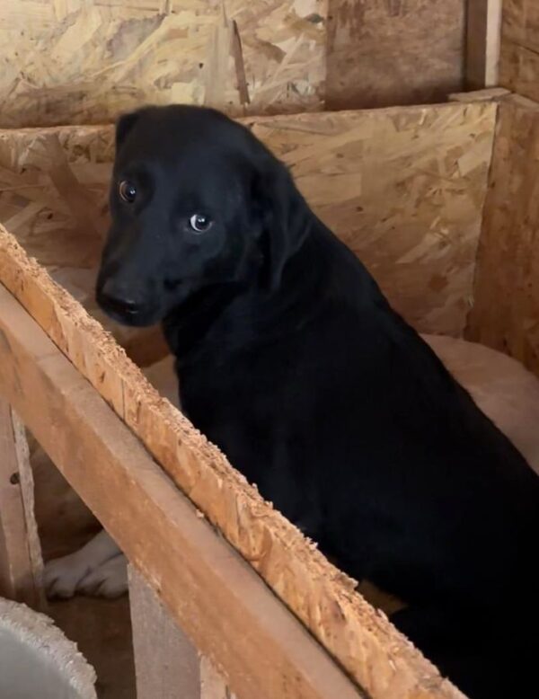 CAVON (♂) – Bild 2