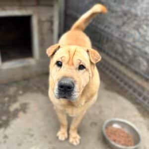 HIDALGO (♂) - seelischer Notfall - seit mind. 2021 im Shelter