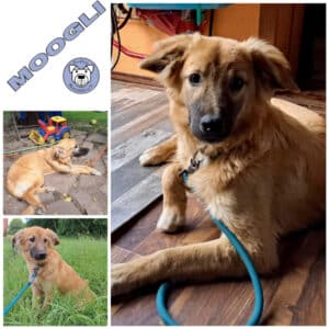 MOOGLI in 99636 Ostramondra - vermittelt