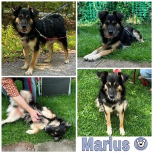 Marius in 71154 Nufringen - vermittelt