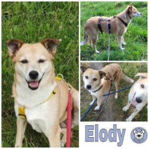 Elody in 18311 Ribnitz Damgarten - vermittelt