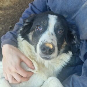 TONKA - ausgereist zum TST Rösrath