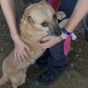 APACHI - auf PDR PS im PLZ Bezirk 18 - RBB 05.12.23