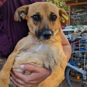 MALIA - dringend Platz gesucht - RBB 09/23