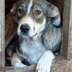 NOURY (♂) - RBB 01/25