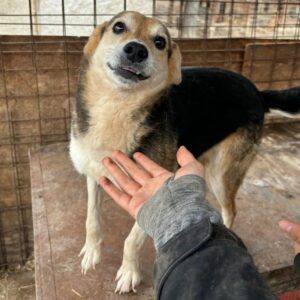 DARLA (♀) - ausgereist zum TST Rösrath