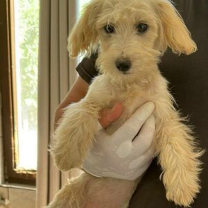 ATANA - auf PDR PS im PLZ Bezirk 26 - vermittelt