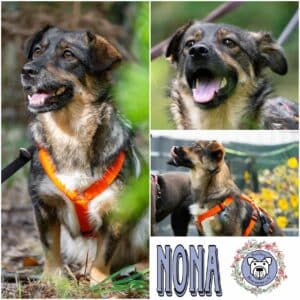 Nona in 38471 Rühen - vermittelt