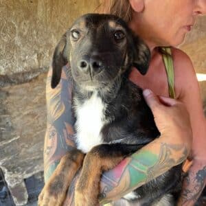 SEPP - wird unsicher, sollte dringend reisen - ausgereist zur Tierhilfe Lebenswert