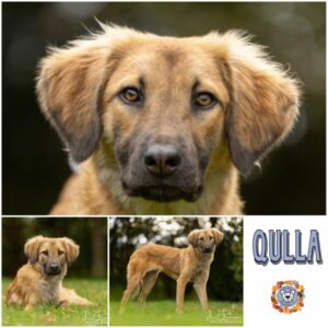 Qulla in 21493 Möhnsen - vermittelt