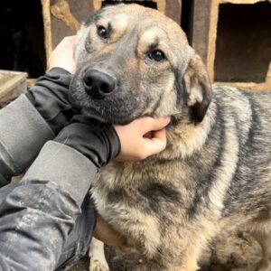 NITA (♀) - vor Ort vermittelt 07/24