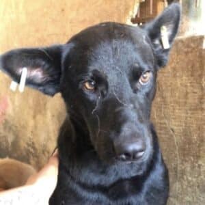 PUMBA (♂) - auf PDR PS im PLZ Bezirk 64 *ausgereist*