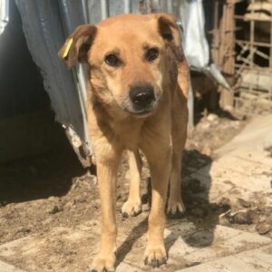 FIBI - vermisst 11/24