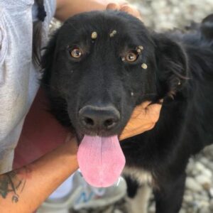 CARINE - ausgereist zur Tierhilfe Lebenswert